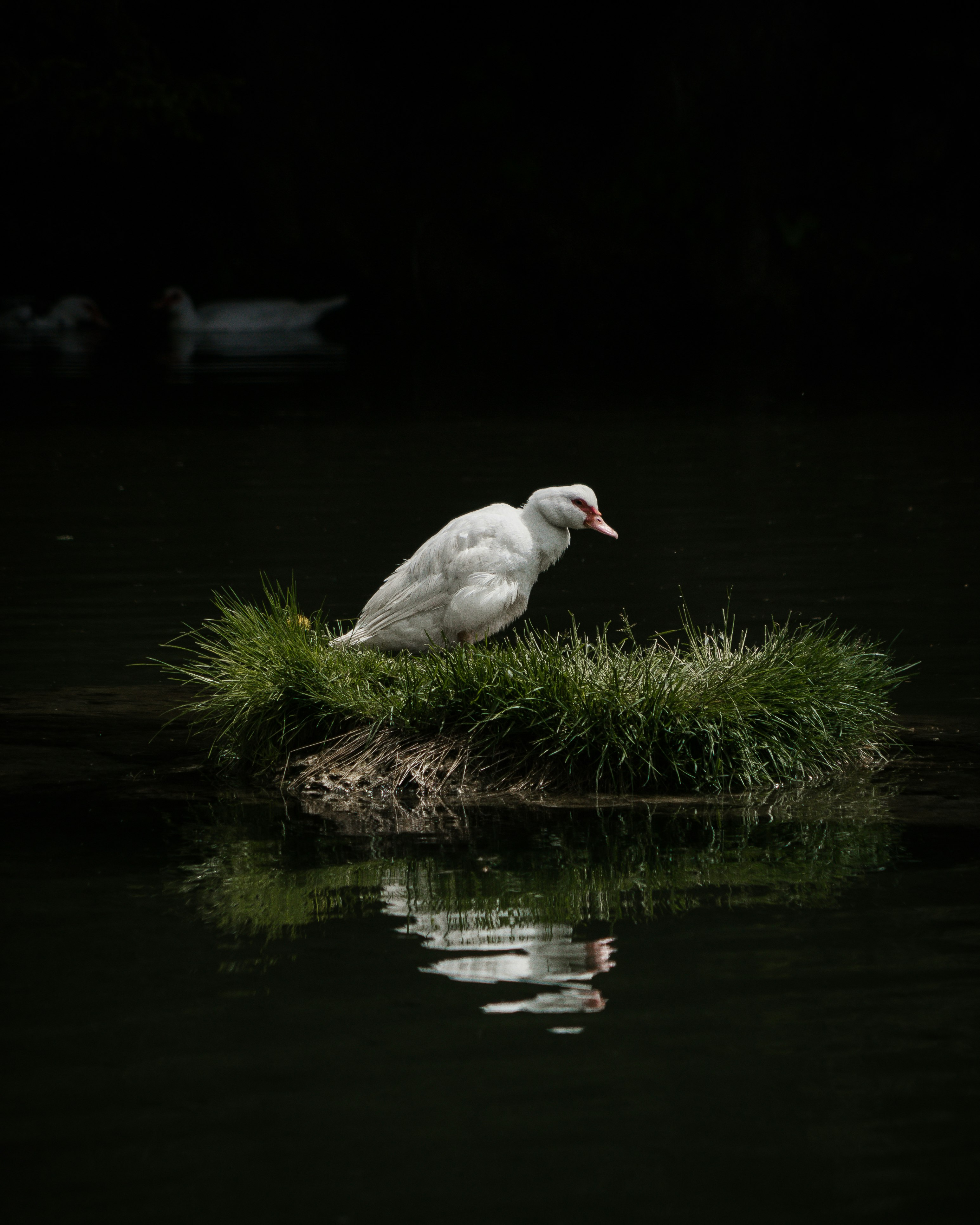 white duck on green grass near body of water during daytime